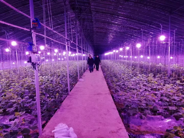 植物補光燈育苗燈