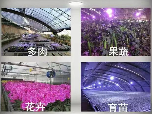 植物補光燈育苗燈
